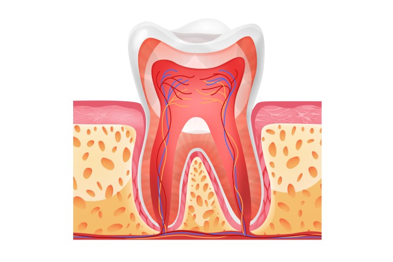 строение зуба